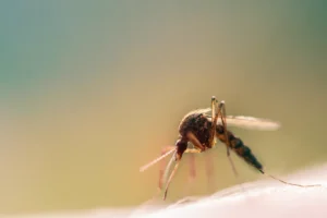 mosquito